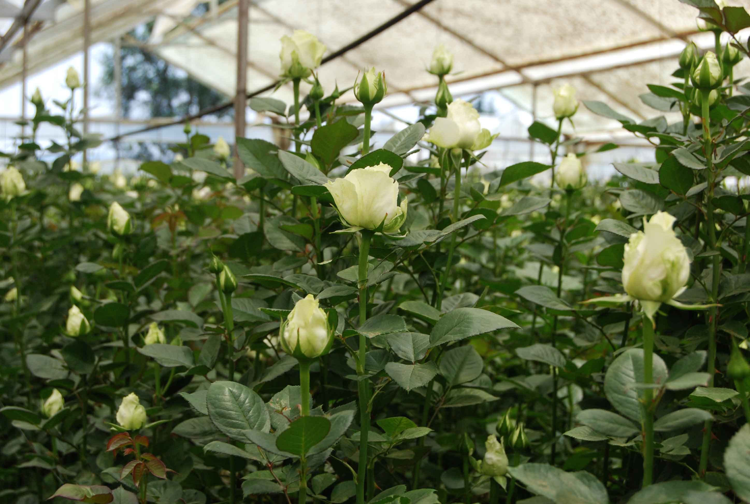 Ecuador A tour of the world's biggest calla grower now also growing